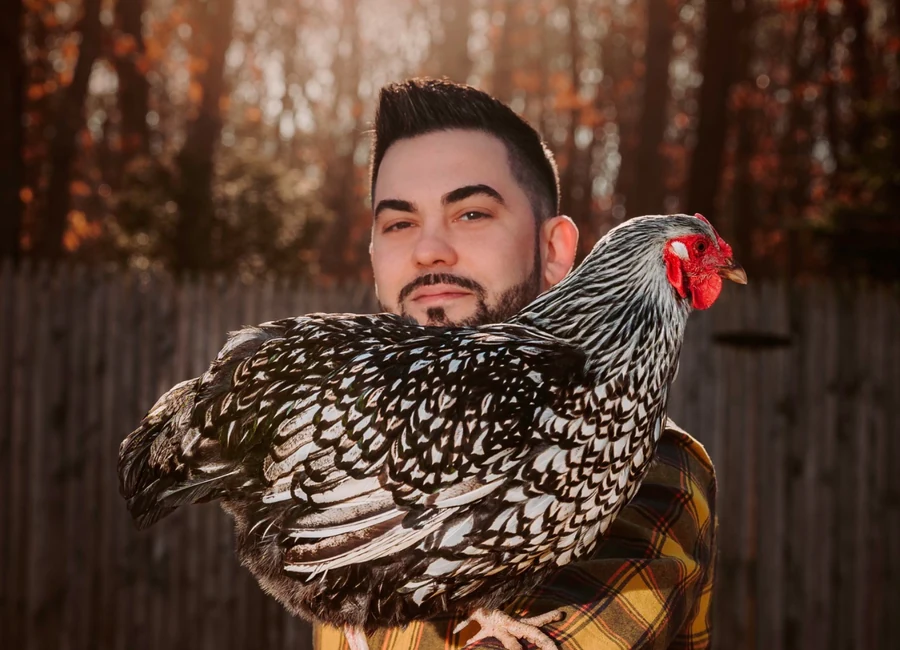 Holding a backyard hen
