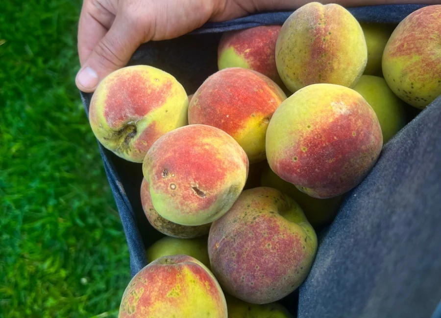 Freshly harvested backyard fruit carried in a picking bag