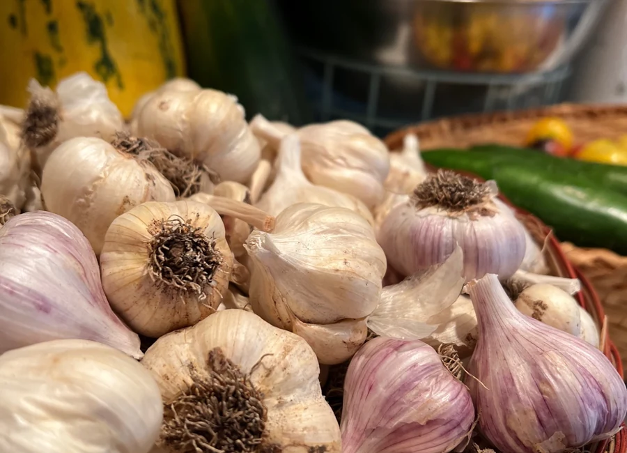 Freshly harvested garlic bulbs