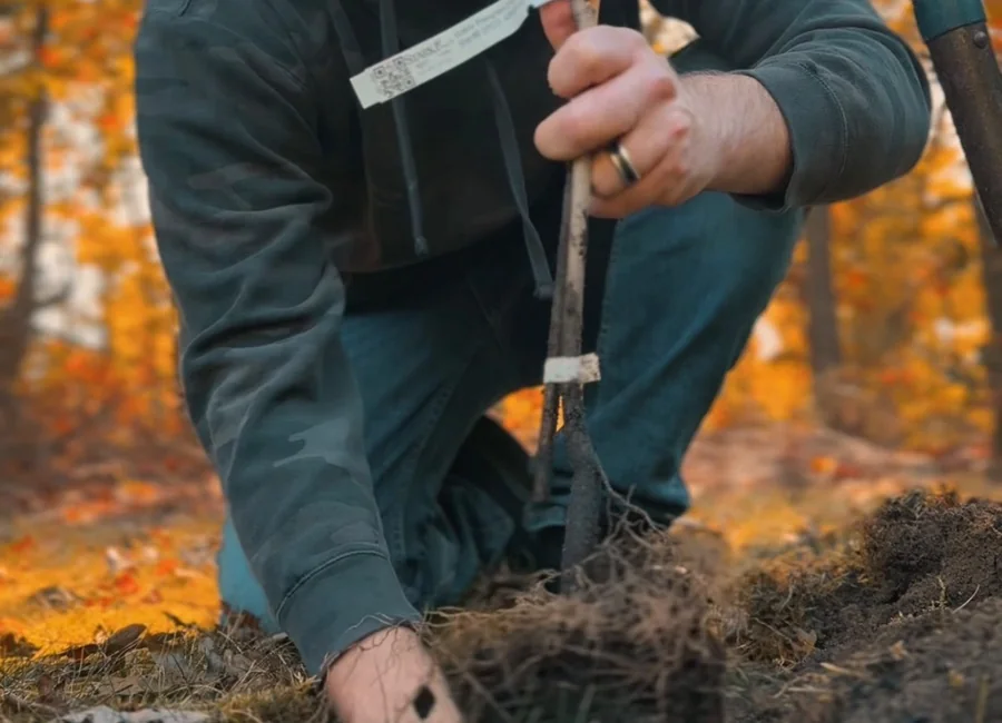 Working directly with soil and plant roots
