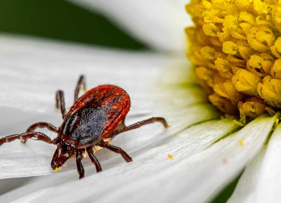 Close-up of a tick on a white flower